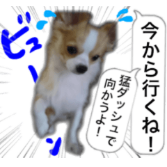 [LINEスタンプ] ロングコートチワワのスタンプ