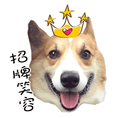 [LINEスタンプ] Bou~ Corgi Miluku.