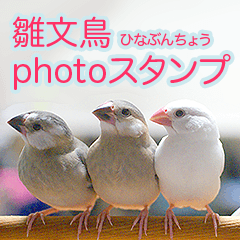 [LINEスタンプ] 雛文鳥photoスタンプの画像（メイン）