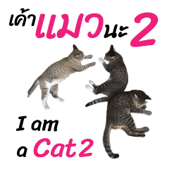 [LINEスタンプ] ニャーニャー 私は猫です 2