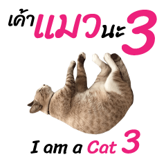[LINEスタンプ] ニャーニャー 私は猫です 3