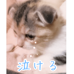 [LINEスタンプ] 三毛猫ももちゃん2