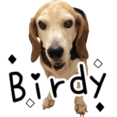 [LINEスタンプ] Birdy the Beagle