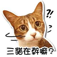 [LINEスタンプ] 三匹猫 何やってますの？ リアルスタンプ