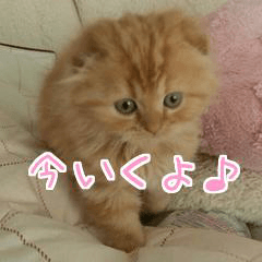 [LINEスタンプ] 猫のとらぽんスタンプ