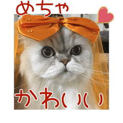 [LINEスタンプ] オシャレなペルシャ猫リキ（冬バージョン）