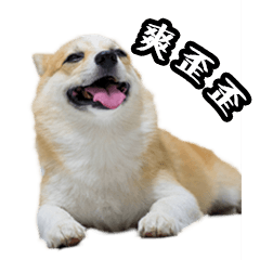 [LINEスタンプ] corgi Q BEE's daily