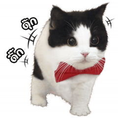 [LINEスタンプ] They Call Me Meaow (Duk Dik)