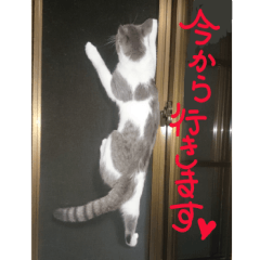 [LINEスタンプ] 可愛い 猫の写真 テンコ