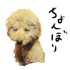 [LINEスタンプ] トイプードルのふうたくん