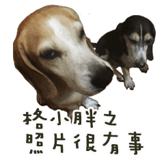 [LINEスタンプ] Chubby Beagle picture