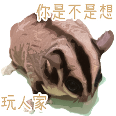 [LINEスタンプ] Sugar glider so cute