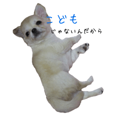 [LINEスタンプ] チワワのゆめちゃん
