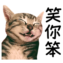 [LINEスタンプ] The real cats of the sinkcomic
