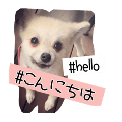 [LINEスタンプ] 我が家の愛犬とフェレット