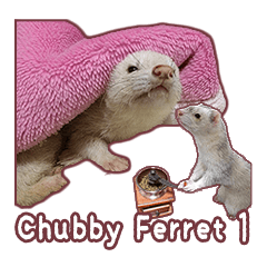 [LINEスタンプ] Chubby ferret 1の画像（メイン）