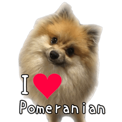 [LINEスタンプ] love Pomeranianの画像（メイン）