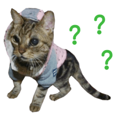 [LINEスタンプ] Real CAT.Chinese3