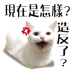 [LINEスタンプ] Soybean Milk！ A white cat with blue eyes