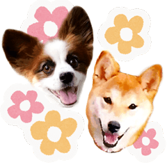 [LINEスタンプ] パピヨンと柴犬とお友達