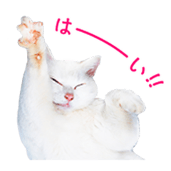 [LINEスタンプ] 猫になったら（実写）