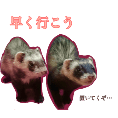 [LINEスタンプ] フェレットちゃん