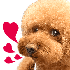 [LINEスタンプ] Poodle-This Is Acting