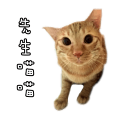 [LINEスタンプ] Mr.Mr Meow Meow