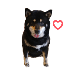 [LINEスタンプ] 柴犬たちと猫