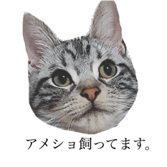 [LINEスタンプ] 猫さんスタンプ