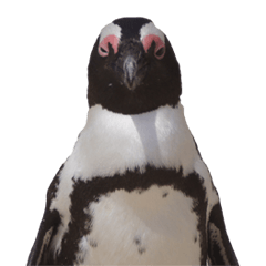 [LINEスタンプ] ケープペンギンさんの画像（メイン）