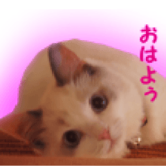 [LINEスタンプ] こむぎしゃん