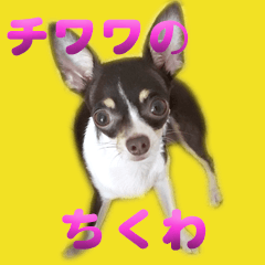 [LINEスタンプ] チワワのちくわ