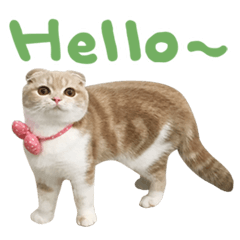 [LINEスタンプ] Hello！ la-cha-hua's cat