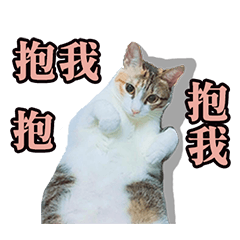 [LINEスタンプ] Brother cats