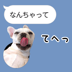 [LINEスタンプ] タロちゃんズの吹き出しスタンプ