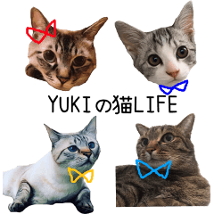 [LINEスタンプ] YUKIの猫LIFE