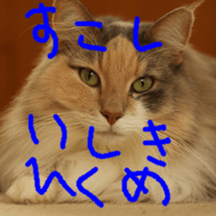 [LINEスタンプ] 猫が代わりにお伝え その12