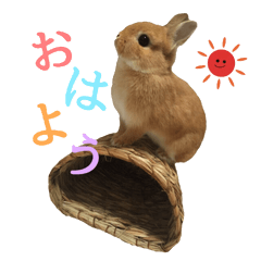 [LINEスタンプ] 実写！うさぎのおこげ＊