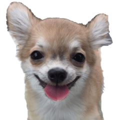 [LINEスタンプ] ちょもここ