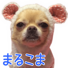 [LINEスタンプ] チワワのまるこまさんたち＜実写版＞