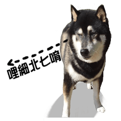 [LINEスタンプ] Black Shiba Inu huihui