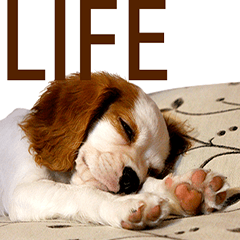 [LINEスタンプ] Da DOG Life