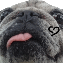 [LINEスタンプ] Pug-Make money (Animated Stickers)