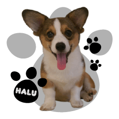 [LINEスタンプ] Corgi Puppy: Haluの画像（メイン）