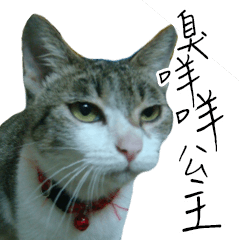 [LINEスタンプ] cute cat daily