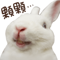 [LINEスタンプ] Bosstwo-CUTE Rabbit