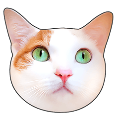 [LINEスタンプ] かわいい猫顔＆肉球♪の画像（メイン）