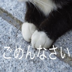 [LINEスタンプ] 公園猫【日常会話編】