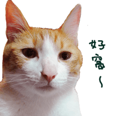 [LINEスタンプ] Happy Cat Friends